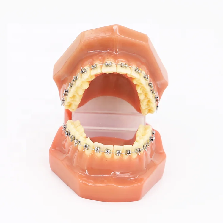 Human 32 Dental Tooth Model Medical Teaching/Dental Anatomy Model