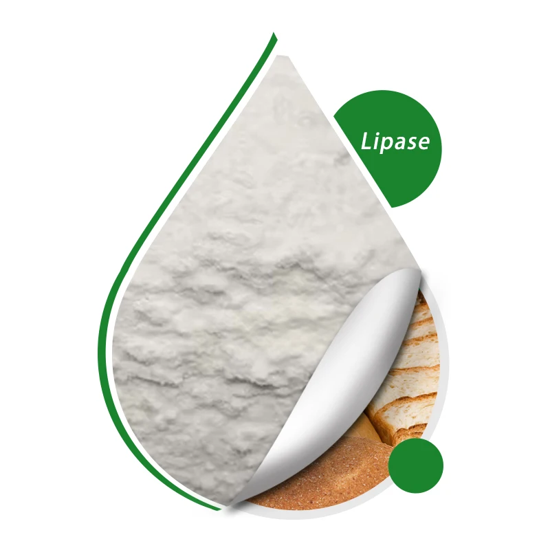 High Quality Food Grade Lipase 2900 u/g Powder Lipase Enzyme Manufacturers