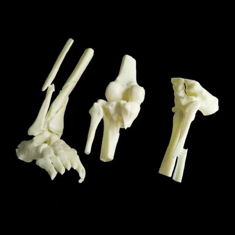 3D печать деталей структуры человеческого тела пользовательские модели Скелет прототип анатомии костей