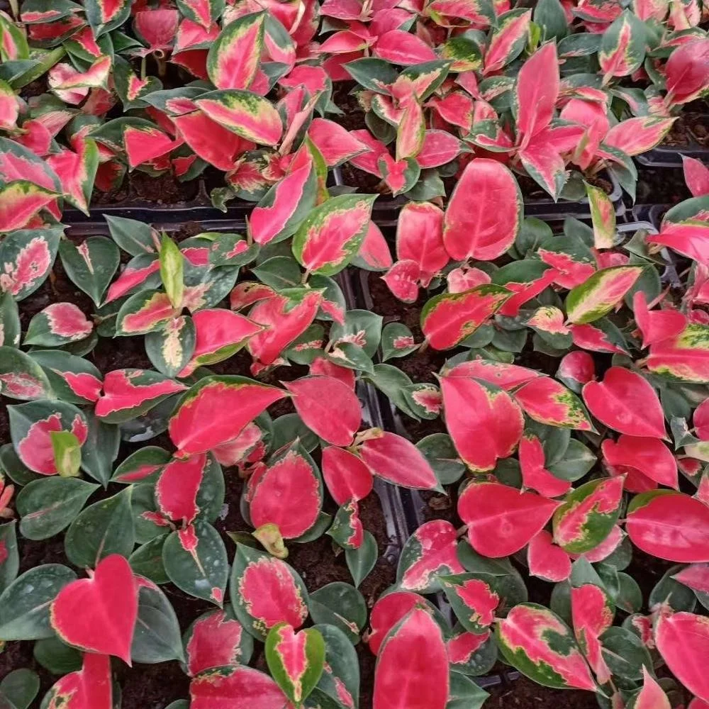 Культура тканей растений рассады Восточная красная рассада