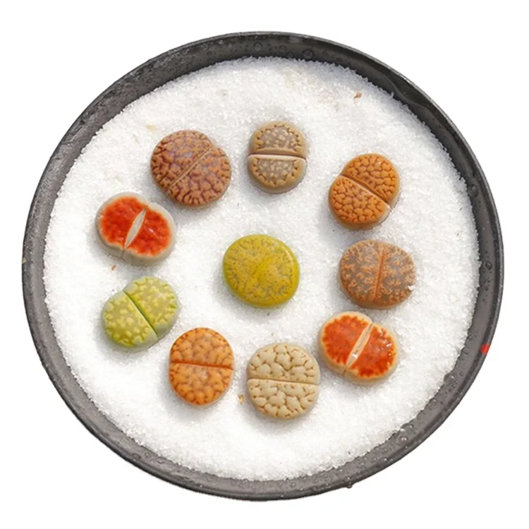 
Factory Sale Various Indoor Decorative Succulent Indoor Plants 