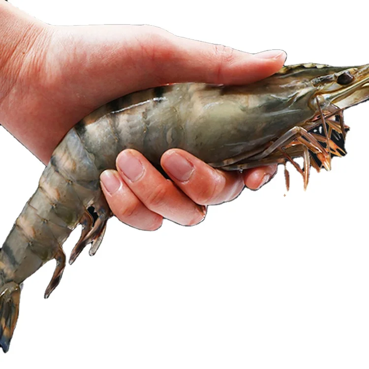 Vietnam Bulk Packing Shelf Life 24 Months Ocean Fresh Black Tiger Shrimp Frozen Prawns Freeze Dry Seafood Wholesale