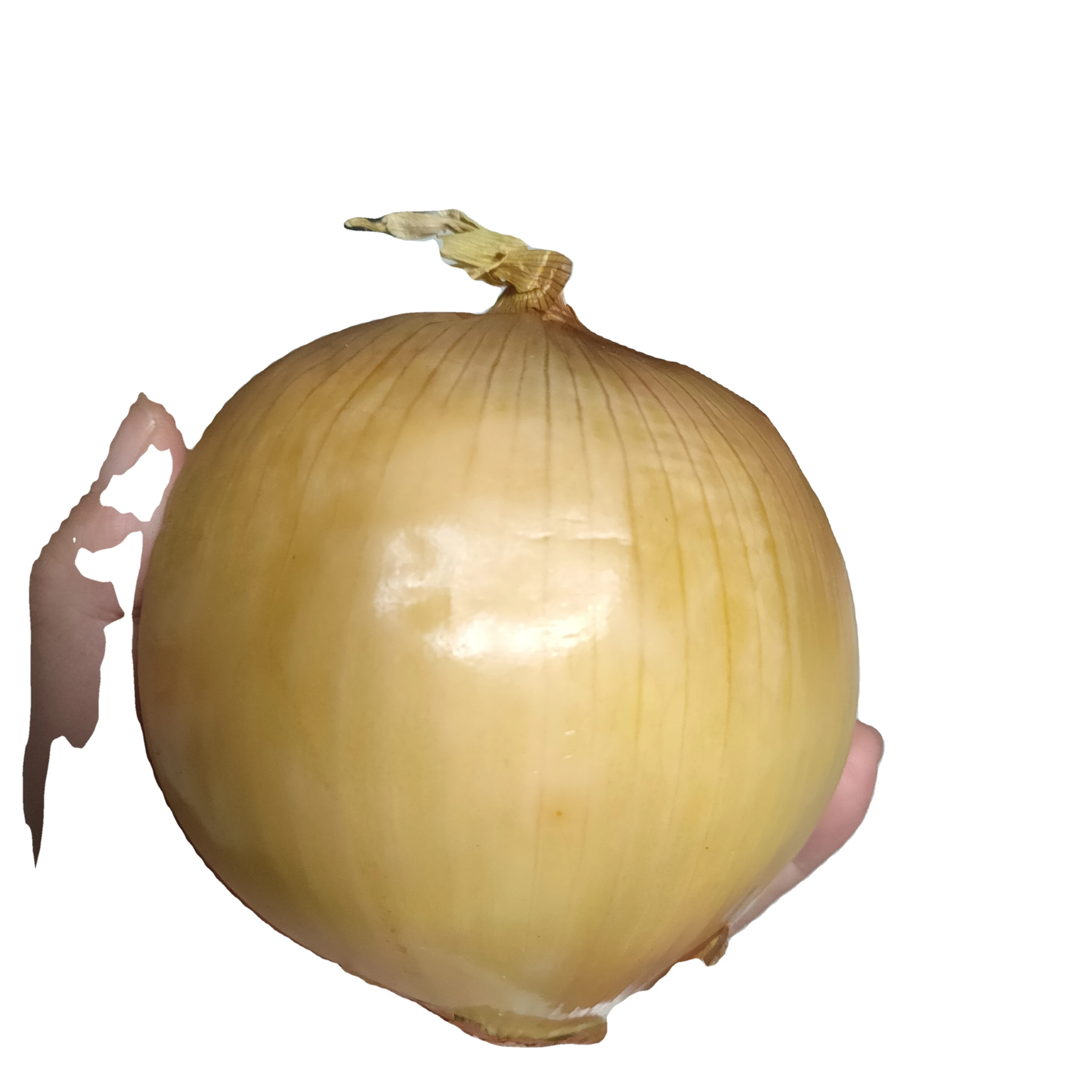 
New Listing High Quality in Bulk Onion with International Certification 