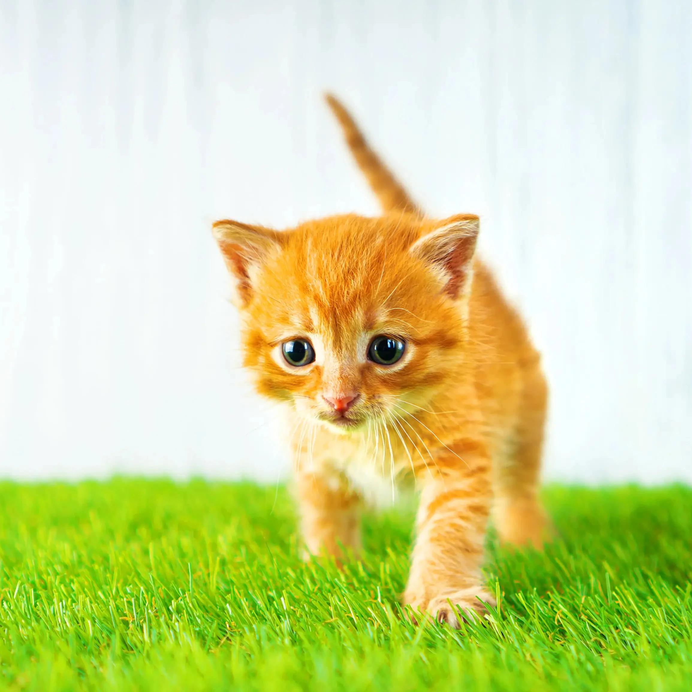 2023 Chinese best selling natural long landscape artificial fake grass lawn carpet roll in the WORLD