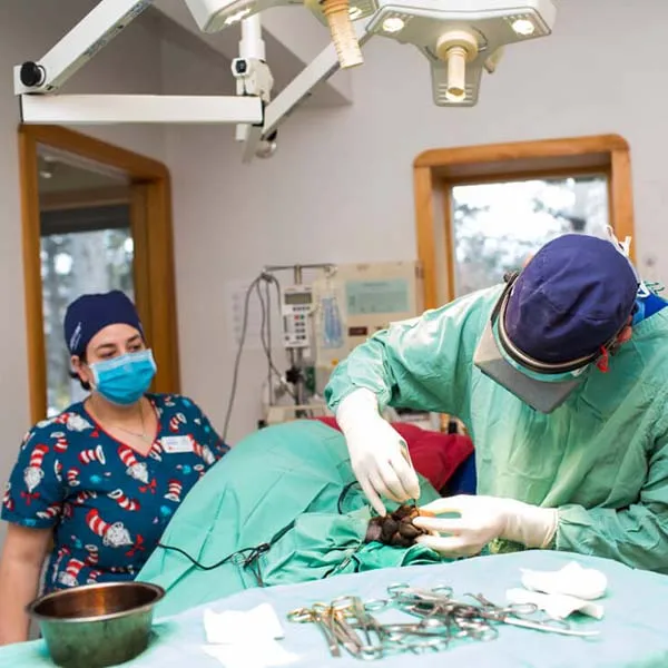 Veterinary  Operation Table Electric Pet Surgical Table for Dogs Cats Cow