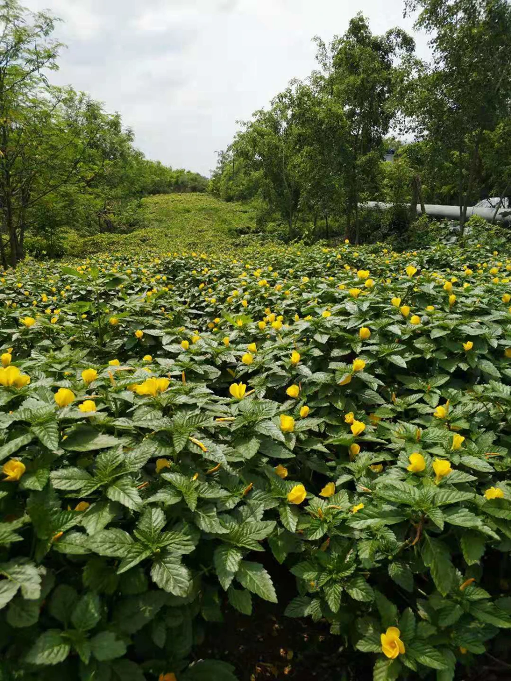 100% pure natural dried damiana leaves for tea