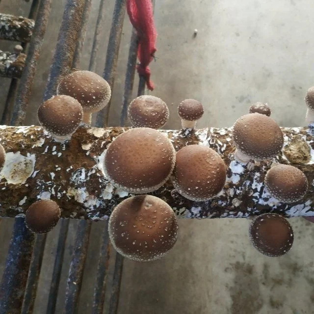  Оптовая продажа ингредиенты высушенный ствол гриба Shiitake упаковка для хранения в замороженном стиле цветная весовая полка коричневый оригинальный тип жизни
