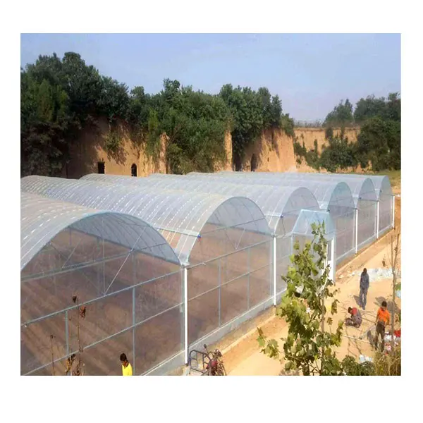 
Agricultural lettuce greens hydroponic system plastic film Multi-Span Greenhouse 