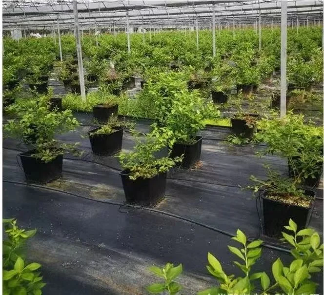 7 Gallon Plastic grow pot square growing bucket for blueberry and grapes