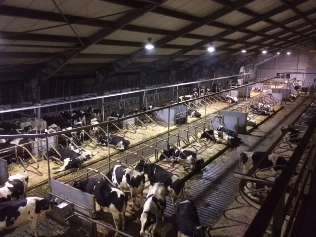 High lumen 200lm Basketball Court Lighting High Bay Light 100W High Bay Shop Induction LED Highbay Indoor use