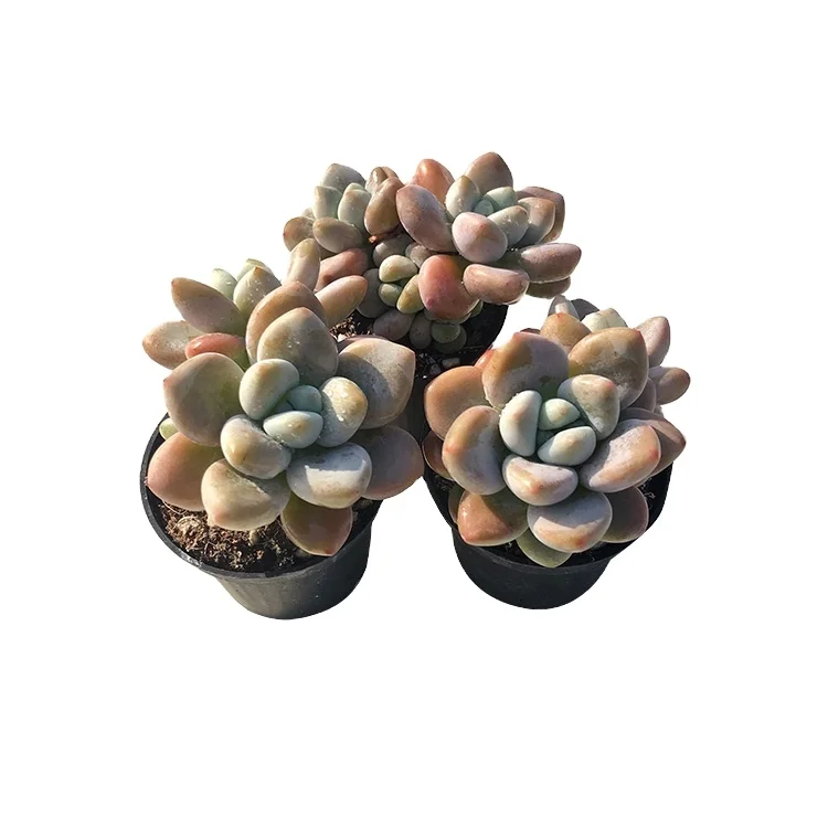 wholesale 2020 best-selling succulent nurseries succulents mix  succulent online