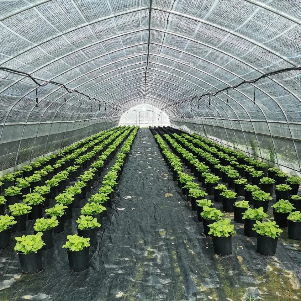 Gothic Arch Greenhouse Agricultural Plastic Green Houses