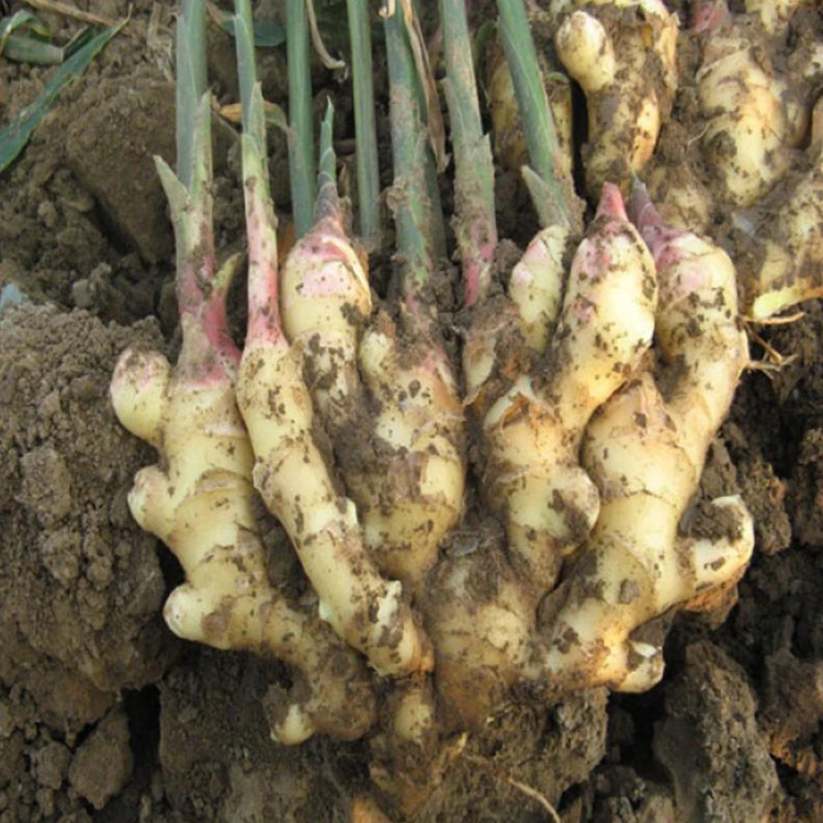 Ginger Yellow Top Quality Good For Your Health Best Price Good Price