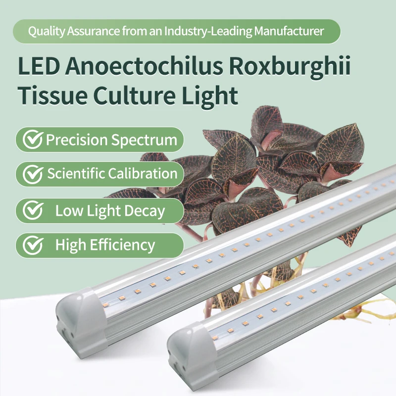 Светодиодное освещение для культуры ткани Anoectochilus Roxburghii специальное спектральное растений