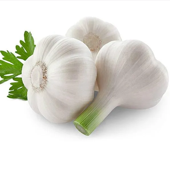 
Fresh White Garlic wholesale 