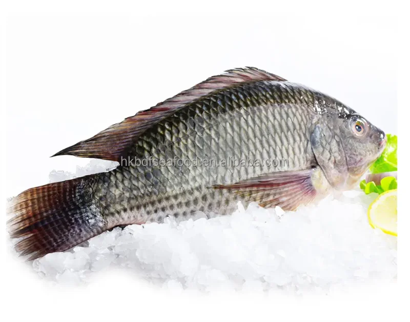 hot selling seafood Wholesale price fresh IQF Frozen whole tilapia