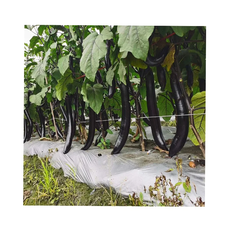 
Vegetable seeds from China long high-yield hybrid tomato seeds 