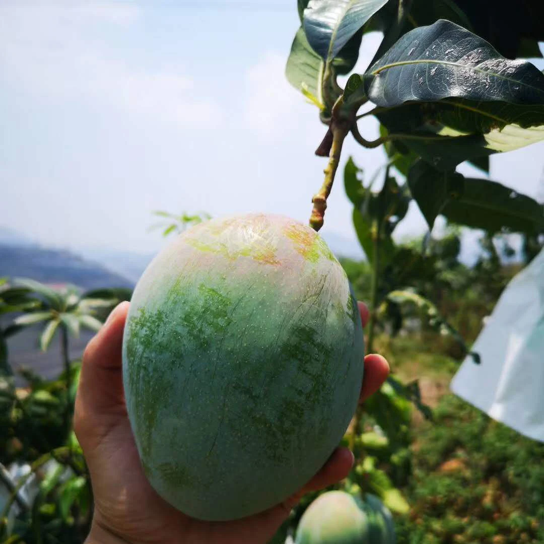 
fresh mango from pan zhi hua sichuan mangoes 9kg per carton chinese fresh fruit 
