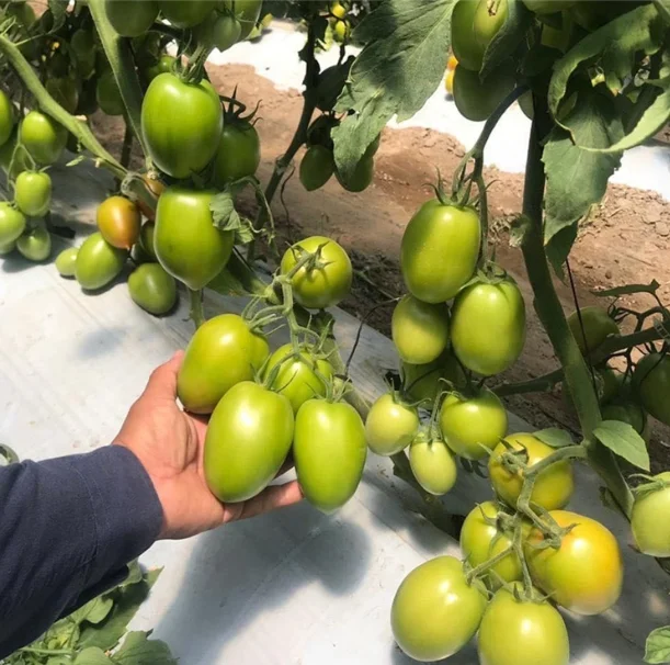 HYBRID F1 red tomato seeds oval shape