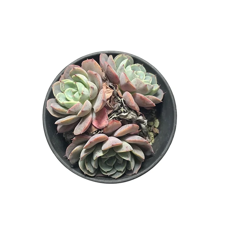 Поставщик суккулентов, живые растения, echeveria, кактус и суккуленты, детский сад