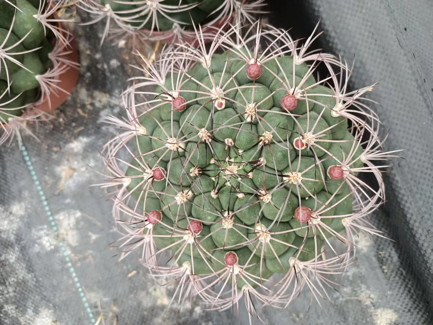 
wholesale woody plant live mini cactus indoor home office decorate blooming cactus bonsai 