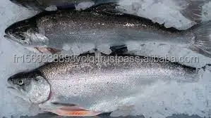 Whole Frozen Salmon Fish For Sale exporter and supplier from South Africa