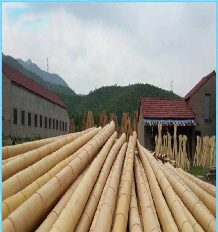 
Natural Moso Bamboo Poles for Construction, Moso Bamboo, Big Bamboo Poles 