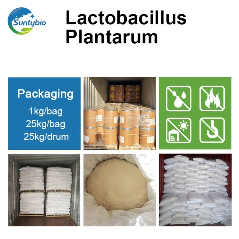 Animal Probiotics lactobacillus plantarum  from China