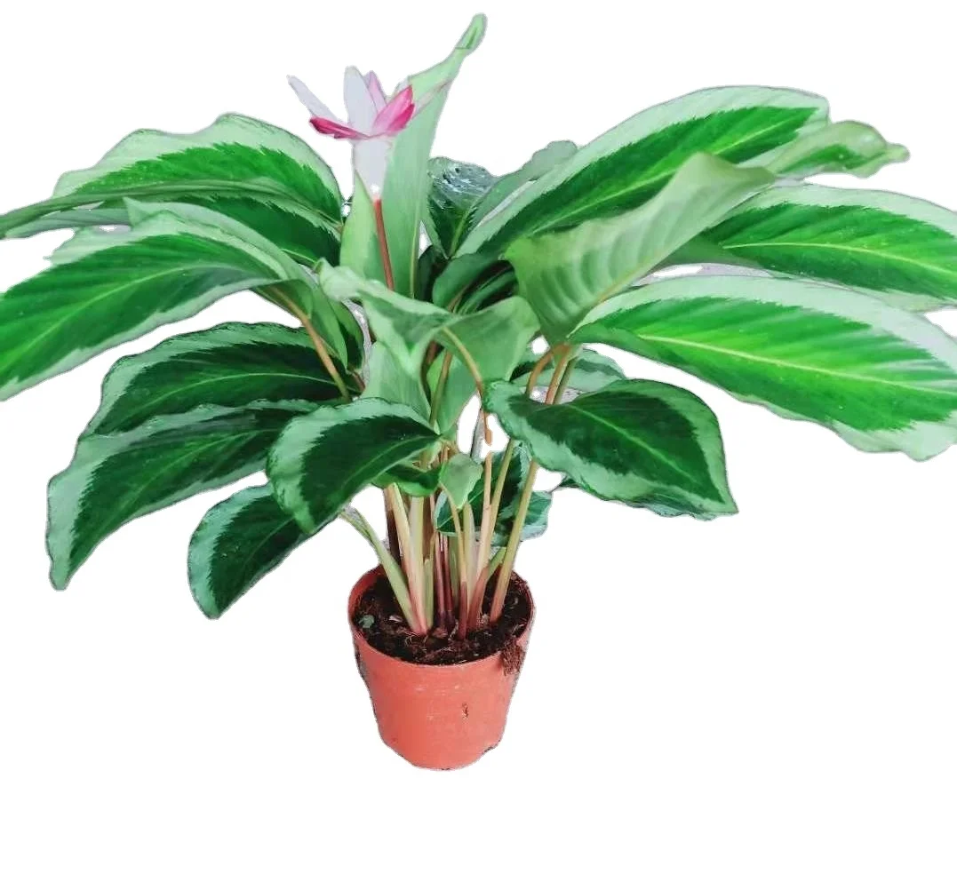 
Limited sale beautiful Calathea Bicajoux flowered ornamental real live plants bonsai 