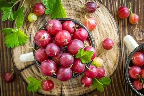 Горячая продажа экстракт крыжовника порошок 100% амла