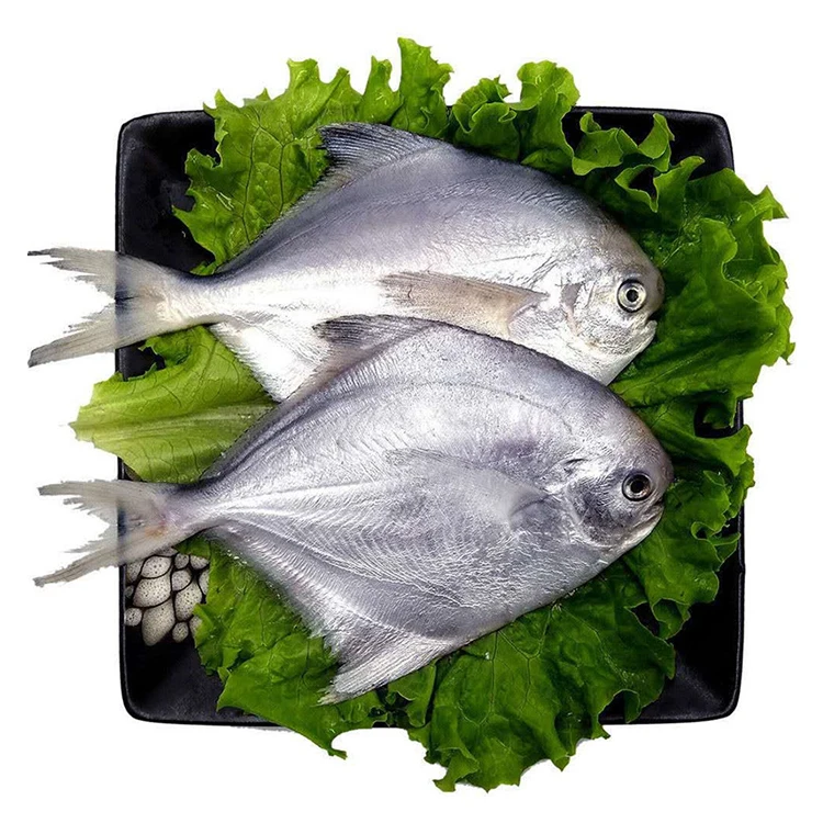 Best Selling Chinese Frozen Silver White Pomfret Fish for Sale