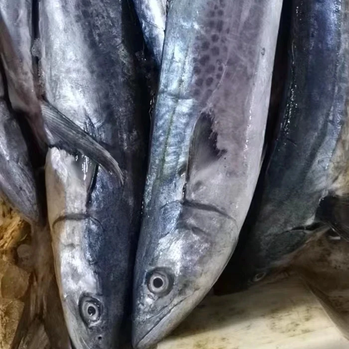 Frozen Seafood IQF Whole Round Steak Spotted Spanish Mackerel Fish
