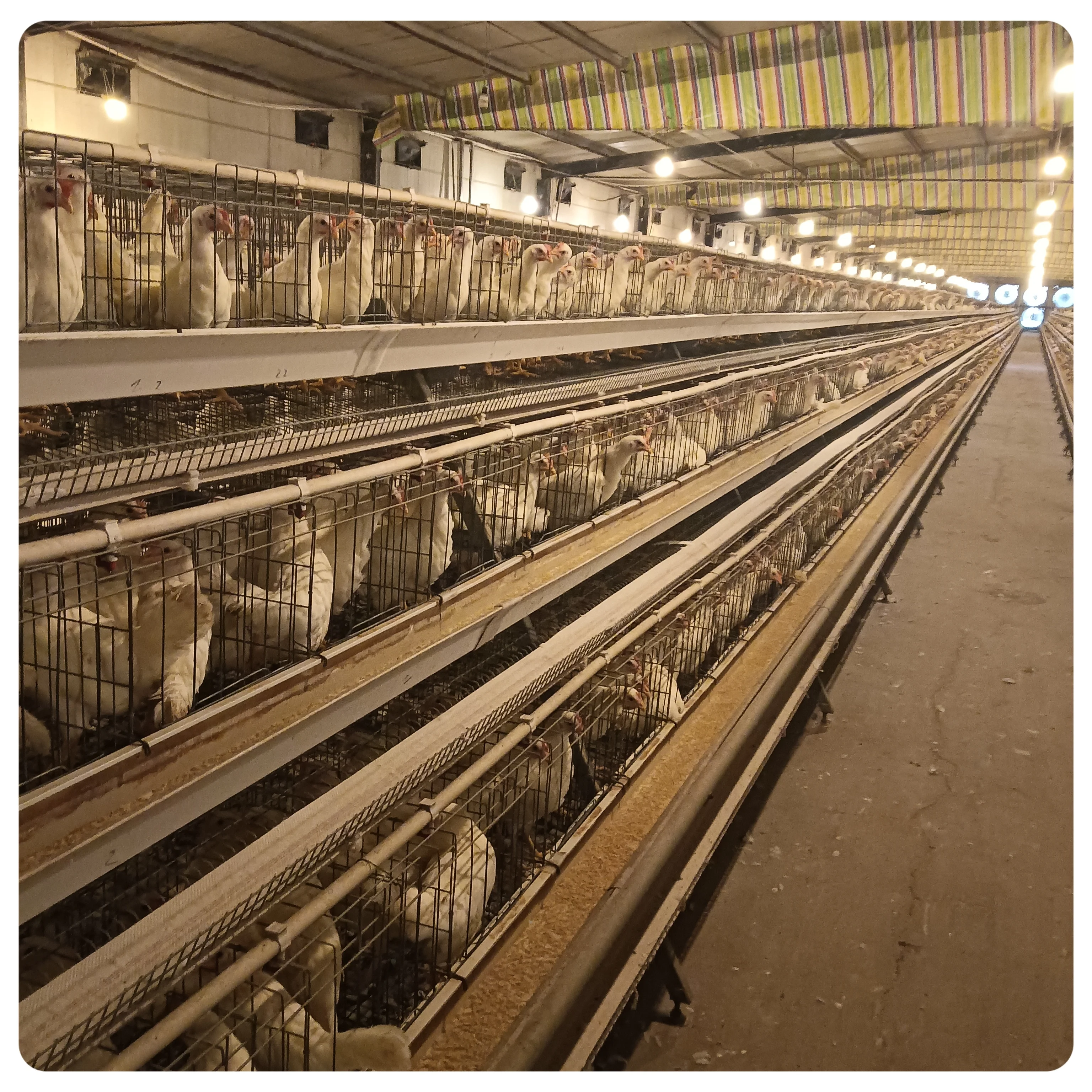 Кормушки для кур