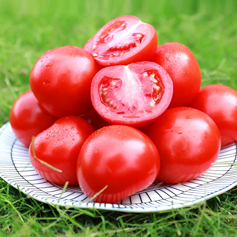 high quality fan qie Lycopersicon esculentum seeds F1 hybrid Red tomato seeds vegetable seeds