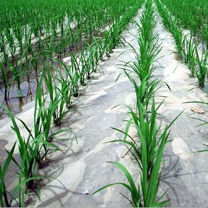 Agricultural Film Plastic PE Perforated Mulch Film
