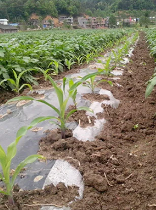 
black cover film mulching sheets for agricultural mulch tomato mulch 