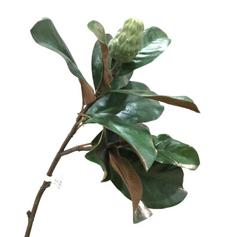 M247 Top Quality Floral Magnolia Greenery Buds Flowers Silk Artificial Real Touch Magnolia Leaves For Wedding Home Decoration