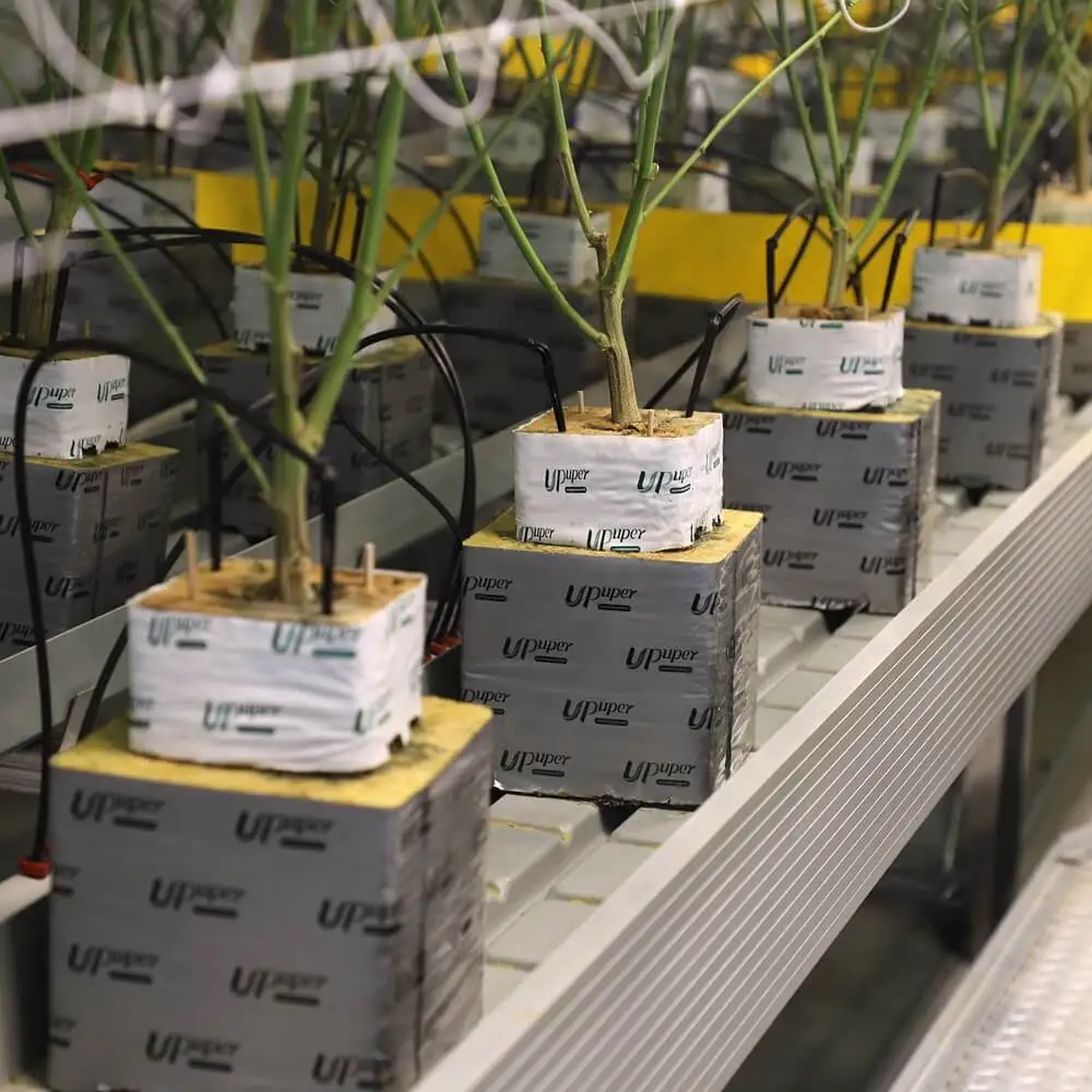 UPuper commerical indoor grow hydroponic media rock wool hydroponic grow blocks