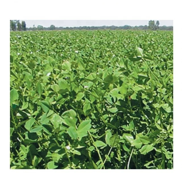 Семена Персидского клевера высшего качества