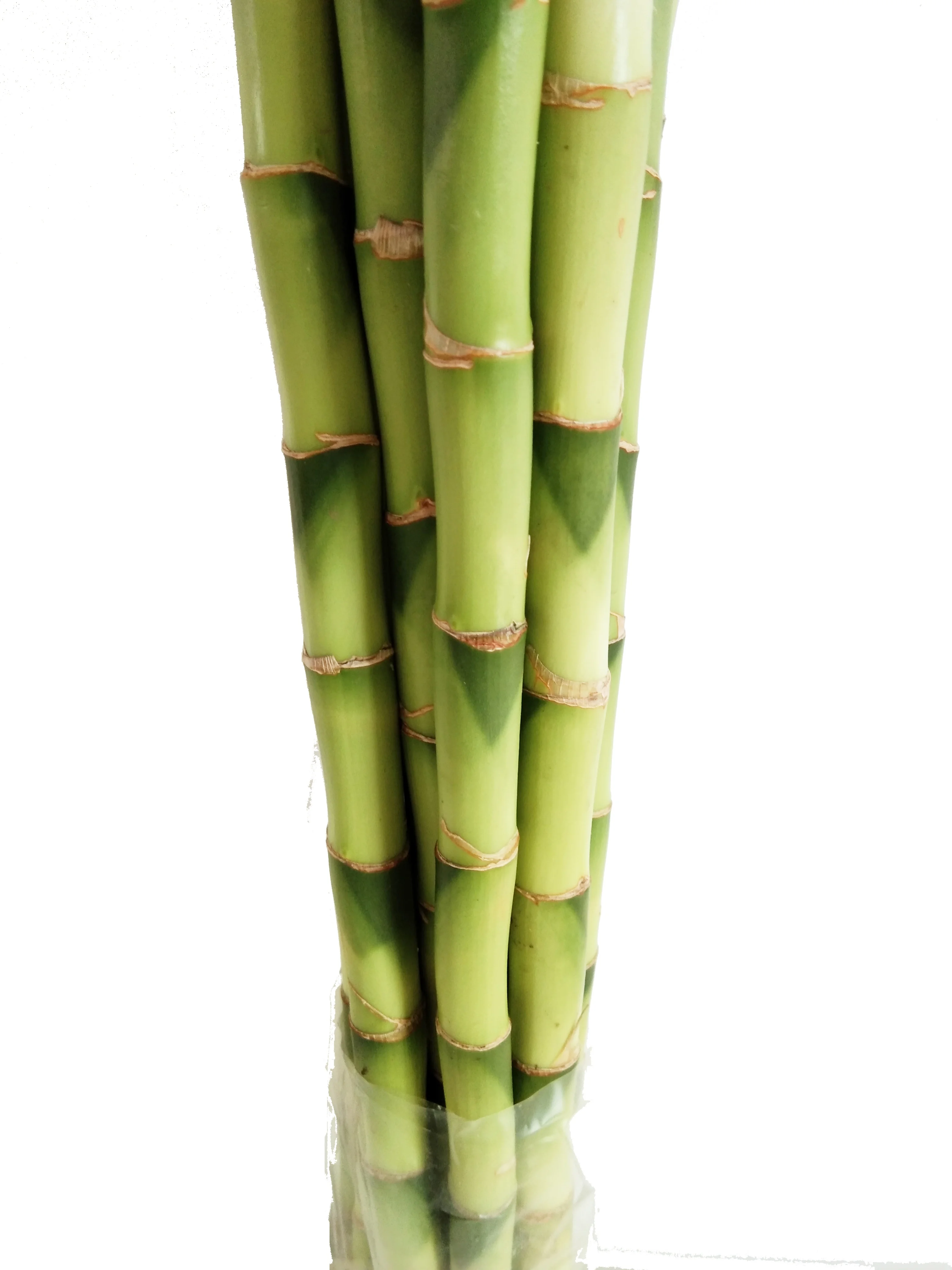 Green straight lucky bamboo plant dracaena sanderiana with good quality Zhanjiang