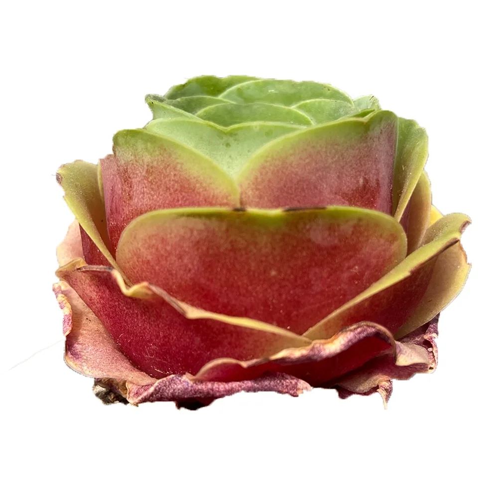 
High quality fresh red rose succulent plant About 6Red succulent plant Indoor and outdoor can be culture 