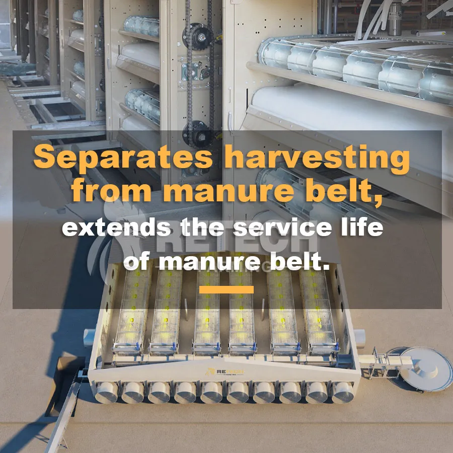 Automatic Chain-Type Harvesting Broiler Cage in the Philippines