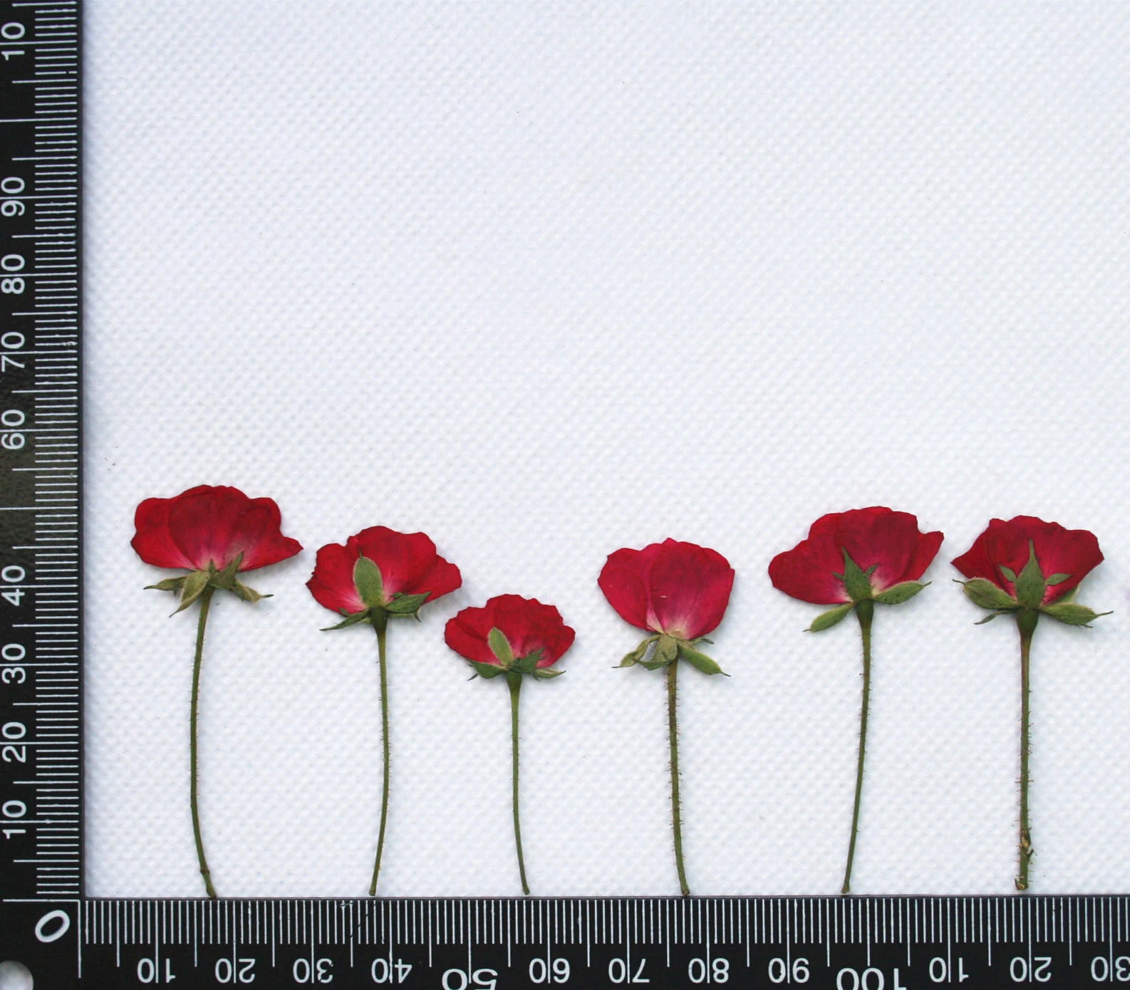 Real Dried Pressed Flower Rose bud with stem
