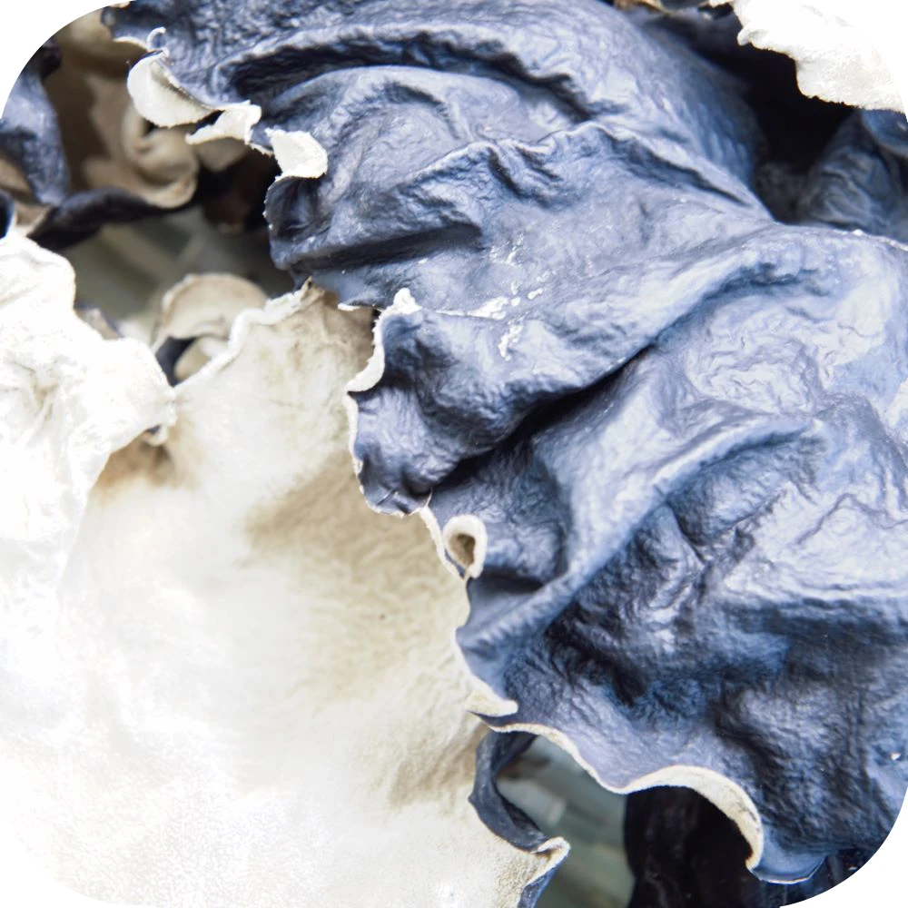 
Dried White Back Agaric/Black Fungus for Buyers 