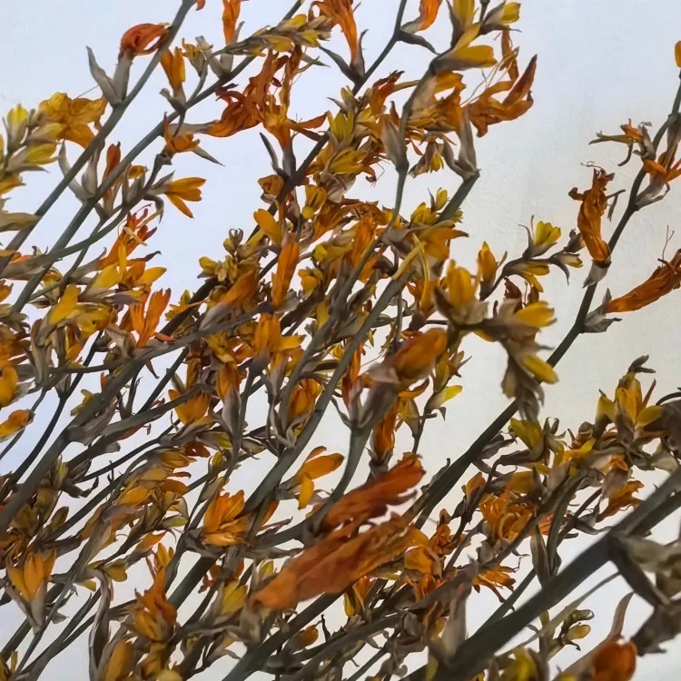 Naturally Dried Flowers Renanthera Coccinea Real  Plants for Flower Arrangements Wedding decor Bouquet Making  Home  Decorations