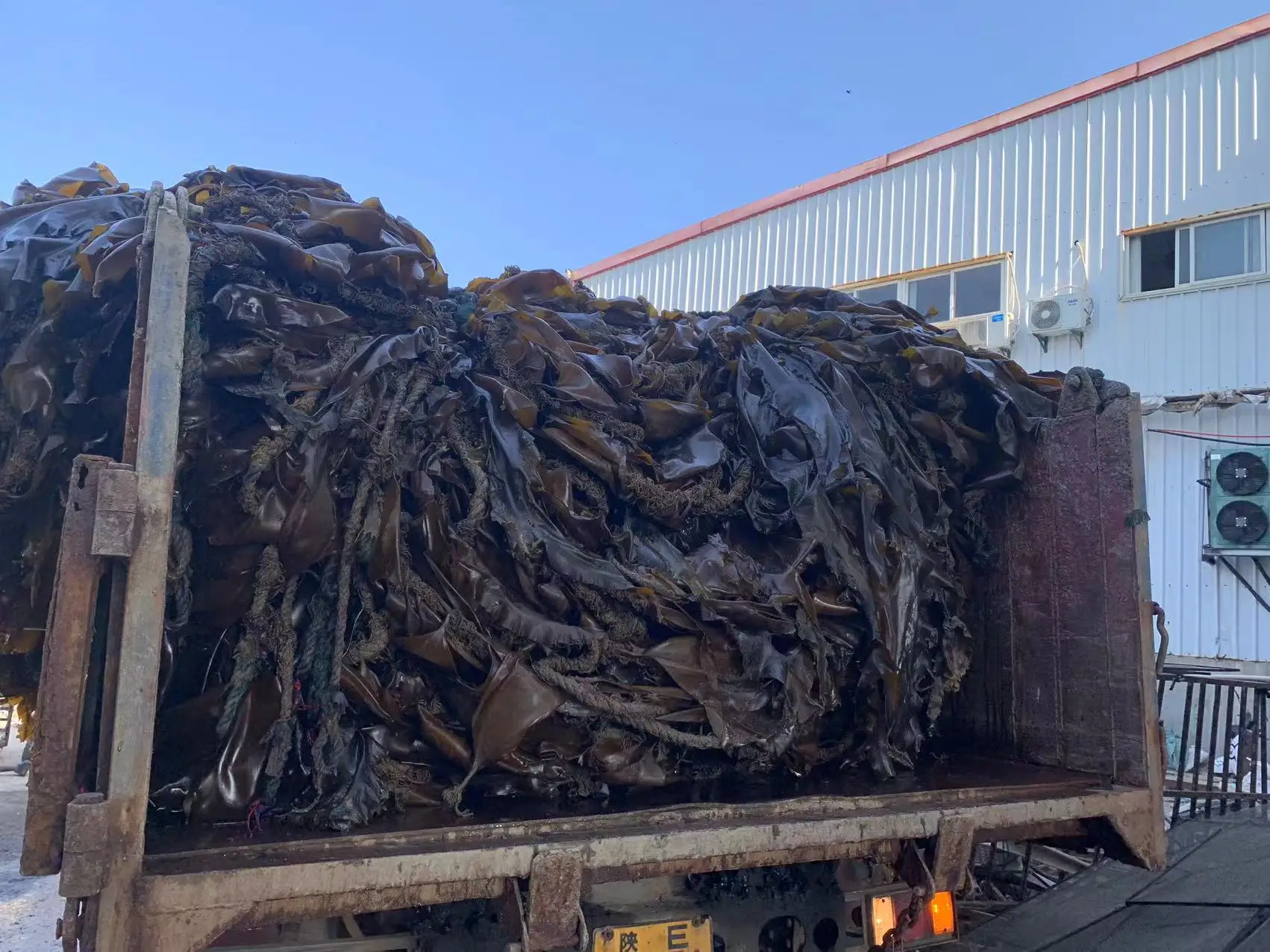 Sea Vegetable  Moss Kombu Dried Sea Kelp Cut