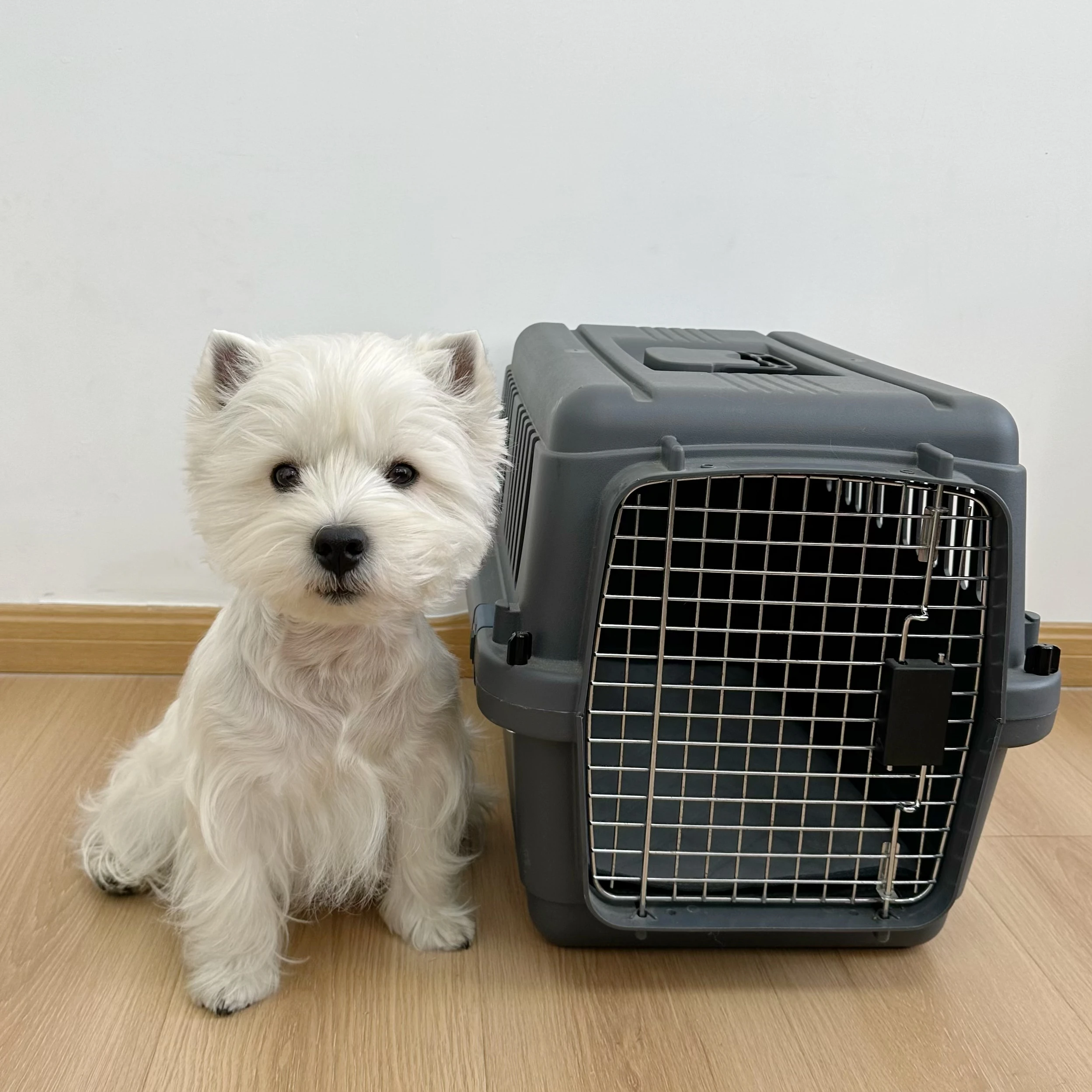 Клетки для перевозки домашних животных, воздушный ящик, одобренная авиапочтой, пластиковые корпуса, транспортная клетка для домашних животных