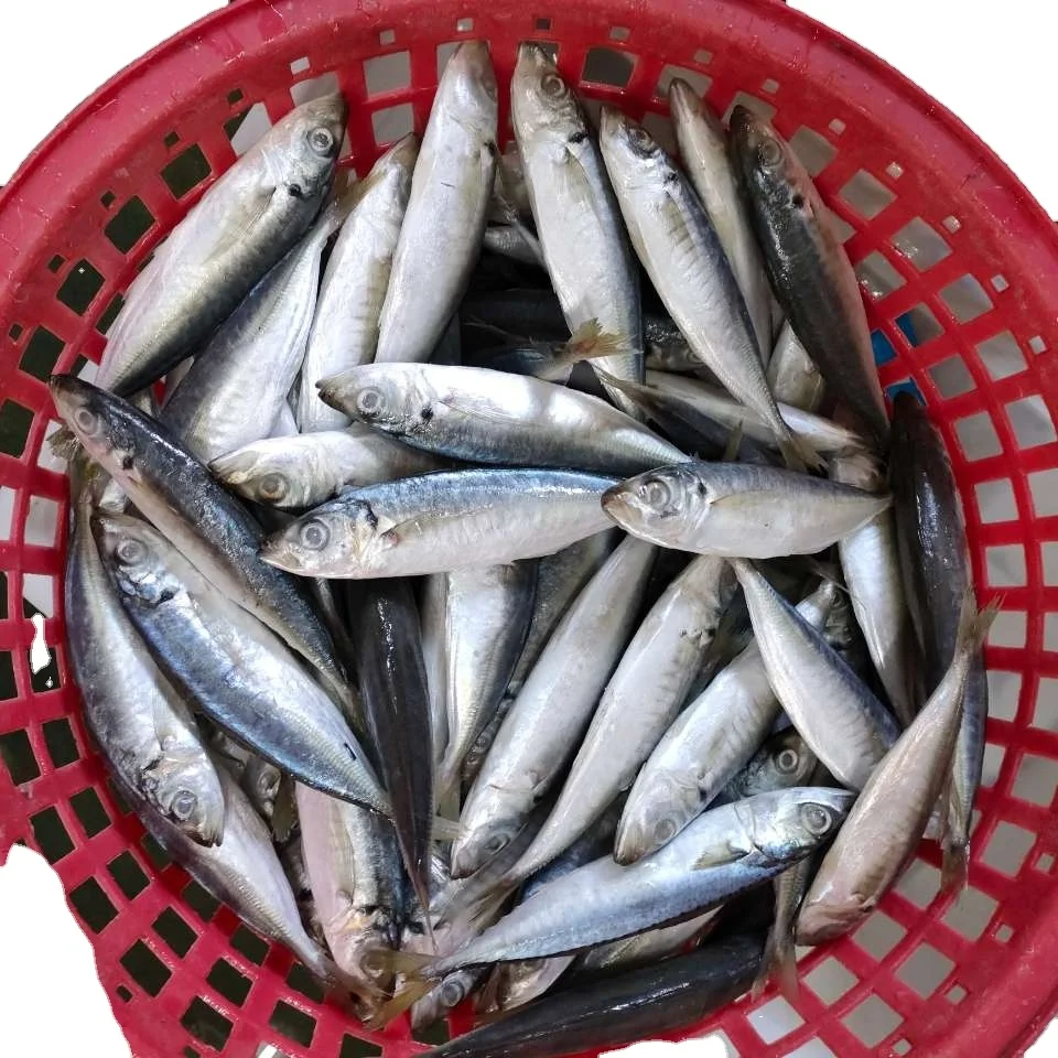Ready stock Fresh Fish Seafood Frozen Seafood Round Scad