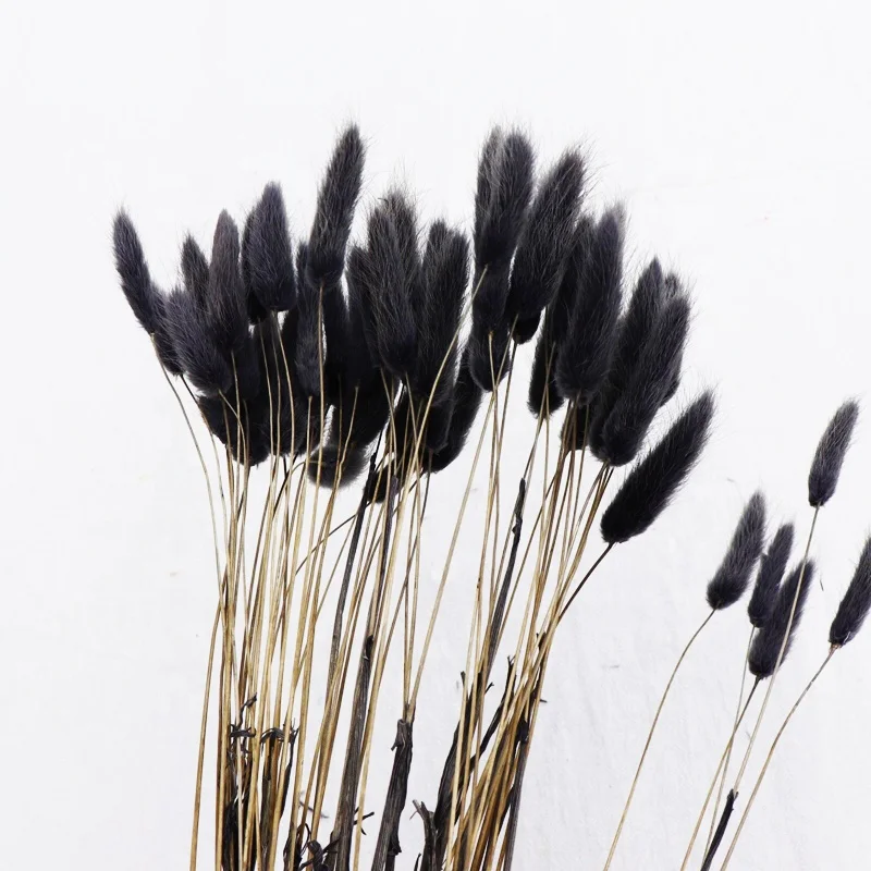 Yunnan Hot Sale Bunny Tails Grass Home Decorative Dried Flowers Black Lagurus Ovatus