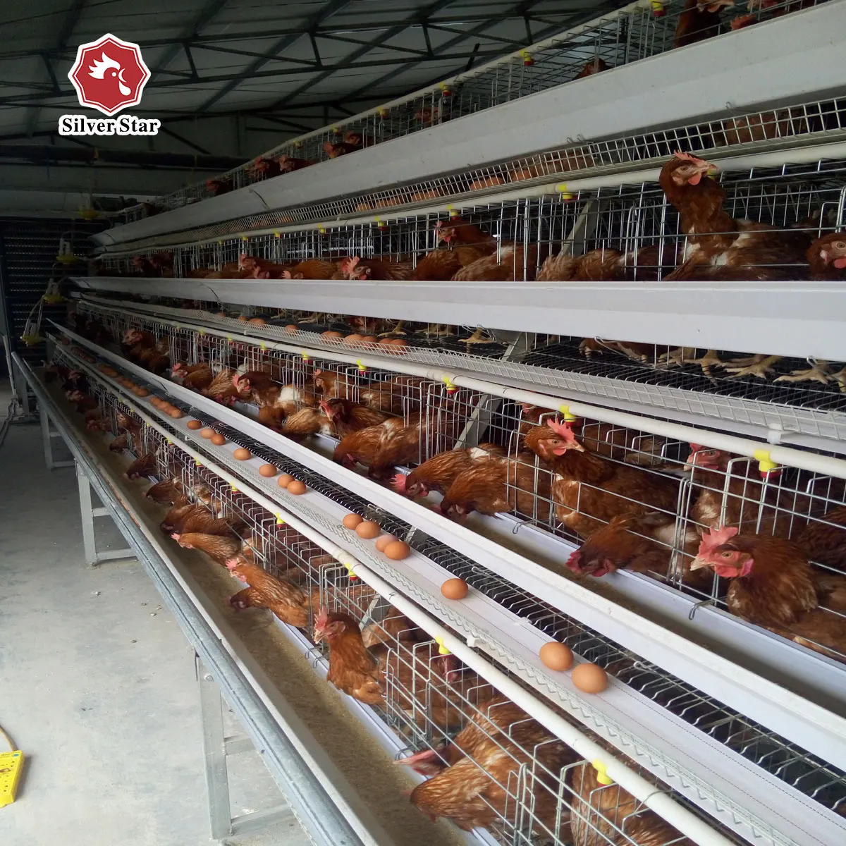 Semi Automatic Chicken Raising Equipment Layer Hens Cage System For Poultry Farm